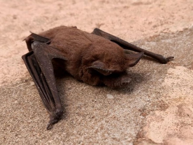 Microcentro: operativo de bloqueo ante caso positivo de rabia